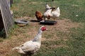 Rural yard, detail of a young turkey in the foreground. A group of white and brown hens feeding in the background Royalty Free Stock Photo