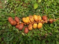 Rural Yellow Dates Fruit bunch.Dates on a palm green grass