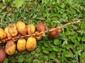 Rural Yellow Dates Fruit bunch.Dates on a palm green grass