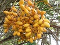 Rural Yellow Dates Fruit bunch.Dates on a palm tree