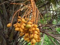 Rural Yellow Dates Fruit bunch.Dates on a palm tree