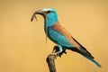 Ruropean roller perching and holding dead lizard with long tail in summer