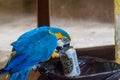 Blue-and-yellow macaw