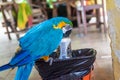 Blue-and-yellow macaw