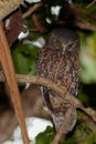 Ruru or Morepork Endemic Owl of New Zealand