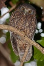 Ruru or Morepork Endemic Owl of New Zealand