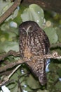 Ruru or Morepork Endemic Owl of New Zealand