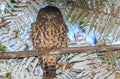 Ruru or Morepork Endemic Owl of New Zealand