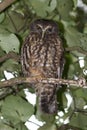 Ruru or Morepork Endemic Owl of New Zealand