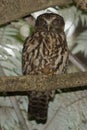 Ruru or Morepork Endemic Owl of New Zealand