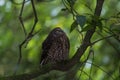 Ruru or Morepork Endemic Owl of New Zealand