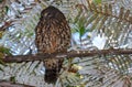 Ruru or Morepork Endemic Owl of New Zealand