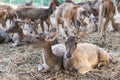 Rusa deer in agriculture livestock farm