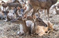 Rusa deer in agriculture livestock farm