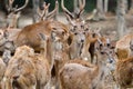 Rusa deer Royalty Free Stock Photo