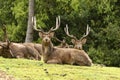 Rusa deer stags