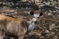 Rusa Unicolor or Sambar Deer Royalty Free Stock Photo