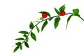 Ruscus aculeatus Royalty Free Stock Photo