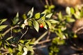 Ruscus Aculeatus Royalty Free Stock Photo