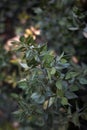 Ruscus aculeatus in bloom