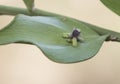 Ruscus aculeatus butcher`s broom, knee holly or piaranthus small sharp-leaved shrub with deep red berries and tiny flowers on