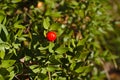 Ruscus aculeatus Royalty Free Stock Photo