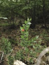 Uncultivated plant Ruscus aculeatus