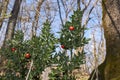 Ruscus aculeatus plants in the woods