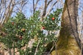 Ruscus aculeatus plants in the woods