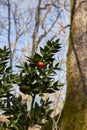 Ruscus aculeatus plants in the woods