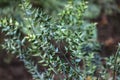 Ruscus aculeatus, spiny butchers broom.