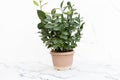 Ruscus false leaves plant in pot closeup