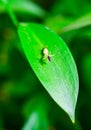 Ruscus hypophyllum - Close-up, small flower on a plant leaf, botanical garden