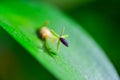 Ruscus hypophyllum - Close-up, small flower on a plant leaf, botanical garden