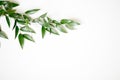 Ruscus leaves isolated