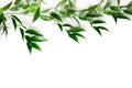 Ruscus leaves isolated