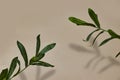 Ruscus plants and Blurred shadow from leaves on the beige wall. Minimal abstract background
