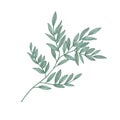 Ruscus sprig with green leaves isolated on white background. Beautiful natural drawing of gorgeous evergreen plant or Royalty Free Stock Photo