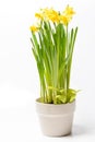 Rush daffodils & x28;Narcissus jonquilla& x29; in a pot on a white backgro Royalty Free Stock Photo