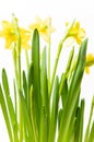 Rush daffodils & x28;Narcissus jonquilla& x29; in a pot on a white backgro Royalty Free Stock Photo