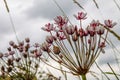 rush flower (Butomus umbellatus