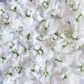Rush of the freshest white small flowers. Background from matthiola flowers.