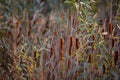 Rush reed in a warm light of the autumn season. Typha plant at the lake Royalty Free Stock Photo