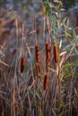 Rush reed in a warm light of the autumn season. Typha plant at the lake Royalty Free Stock Photo