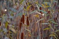 Rush reed in a warm light of the autumn season. Typha plant at the lake Royalty Free Stock Photo