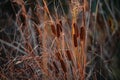 Rush reed in a warm light of the autumn season. Typha plant at the lake Royalty Free Stock Photo