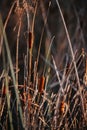 Rush reed in a warm light of the autumn season. Typha plant at the lake Royalty Free Stock Photo