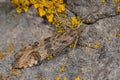 Rush veneer (Nomophila noctuella), a micro moth in the family Crambidae