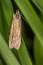 Rush veneer Nomophila noctuella