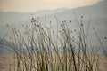 Rushes at the edge of lake Tota Royalty Free Stock Photo